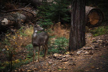 Ciervo en Parque Nacional Yosemite. Fauna en paraiso natural con bosque frondoso, arboles y bella naturaleza. Destino turístico y reserva ecológica en California. 