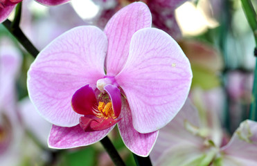 purple orchid in the garden