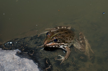 Perez's frog Pelophylax perezi in a pond. The Nublo Rural Park. Tejeda. Gran Canaria. Canary Islands. Spain.