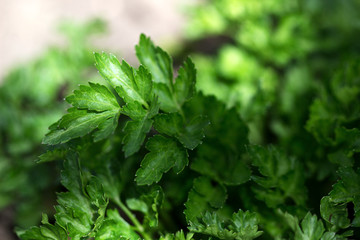 Parsley branches in the rays of sunlight.