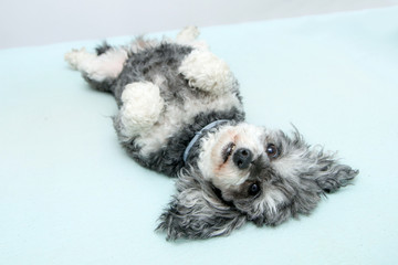 The elderly croosbreed of the poodle and shi tzu is lying on the bed with its paws bent and looking...
