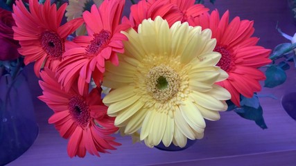 colorful gerber flowers