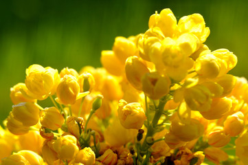 Żółty kwiat ostrokrzewu - obrazy, fototapety, plakaty