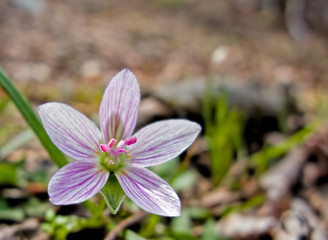 Spring Beauty Wildflower