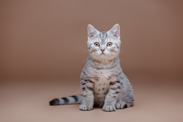 Straight Scottish Cat