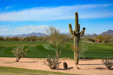 Saguaro Kaktus auf einem Golfplatz