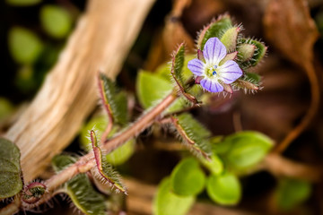 Prickly Purple Wildflower