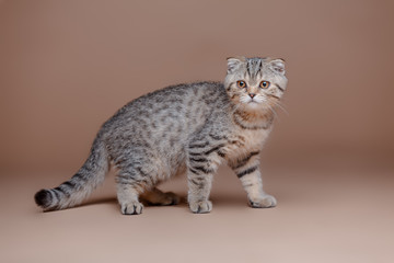 Scottish cat. Scottish Fold in the studio