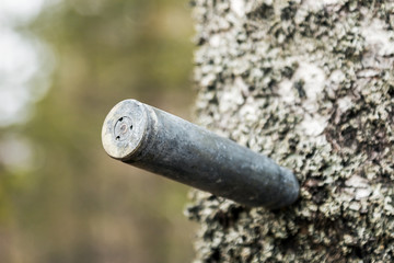 an old used large caliber cartridge case protrudes from a birch tree