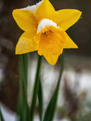 yellow daffodil in the snow
