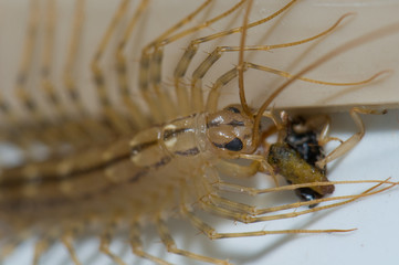 House centipede Scutigera coleoptrata feeding of an earwig. Cruz de Pajonales. Tejeda. Gran...