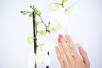 A woman's hand with a manicure stroking an white Orchid. White background