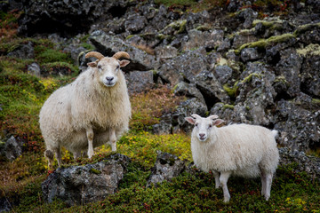 sheep in the mountains