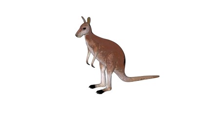kangaroo sketch illustration