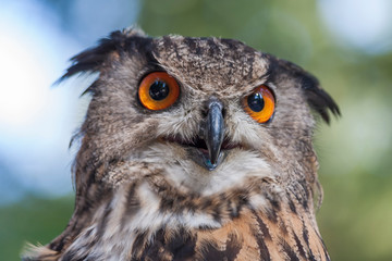 Portrait of Bubo bubo - Eurasian Eagle Owl