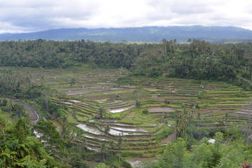 Fototapeta na wymiar Reisfelder, Bali, Jatiluwih, Tegalalang, Sidemen, Vulkan, Agung, Lake, Berge, Mountain, Danaur, Batur 