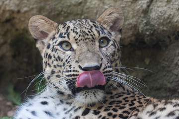 Portrait of a Cheetah - Acinonyx jubatus