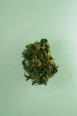 Cannabis bud isolated on turquoise background. Vertical orientation.