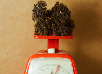 Cannabis buds lay on red counters. Medical marijuana business. Smoking weed.
