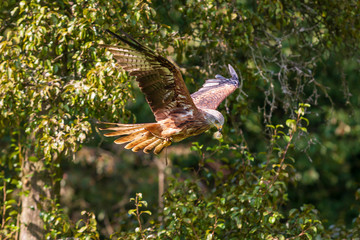 Red Kite - Milvus milvus in flight