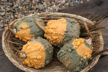 
different types of pumpkins in the spring 2020 in the Czech Republic