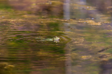 Bufo bufo - the toad is heated on the surface of the reservoir.