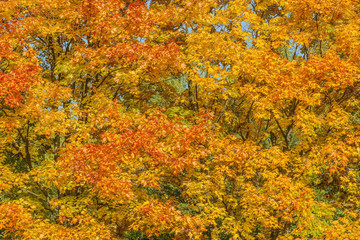 Maple trees in the city park.