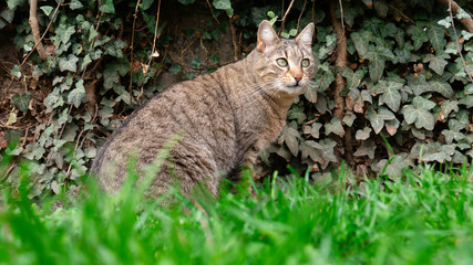 Obraz premium Tom cat runs on green grass.