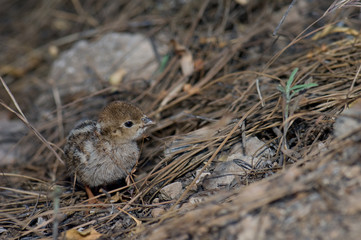 Chick of red-legged partridge Alectoris rufa. El Juncal Ravine. The Nublo Rural Park. Tejeda. Gran...