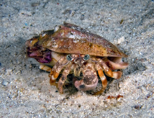 Anemone Hermit Crab (Dardanus pedunculatus)