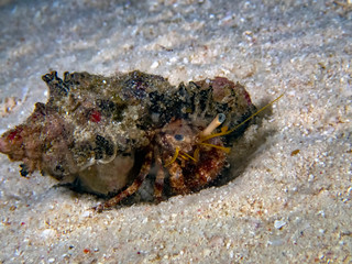 Anemone Hermit Crab (Dardanus pedunculatus)