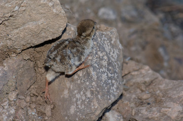 Chick of red-legged partridge Alectoris rufa. El Juncal Ravine. The Nublo Rural Park. Tejeda. Gran...