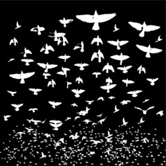 flock of birds graphic design vector art