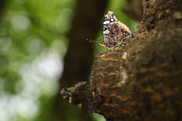 red admiral butterfly on tree