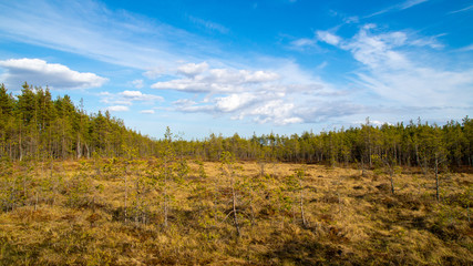 A swamp in Karelia, coniferous forest in the rays of the sun.