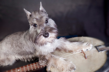 Miniature Schnauzer dog playing music on a banjo musical instrument