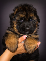 fluffy shepherd puppy, one month old
