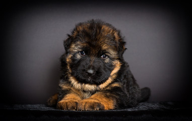 fluffy shepherd puppy, one month old