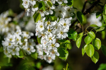 FIORI DI PRIMAVERA