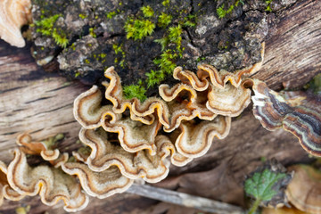 Close up of a couple of tree fungus