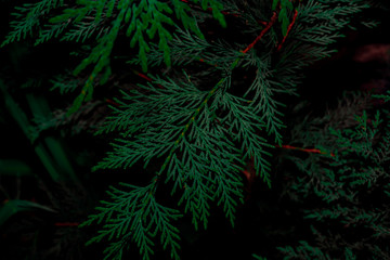 Fototapeta na wymiar Green plant details. Dark moody tones for background. Close-up macro photography.