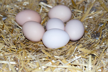 Chicken eggs in the nest. Many eggs in a nest of straw. Chicken roosts.