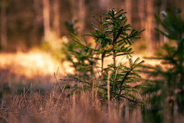 Baum Fichte im Wald Abendsonne