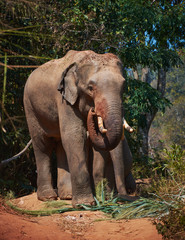 Fototapeta premium Elephant enjoying retirement in a rescue sanctuary in Thailand Chiang Mai.