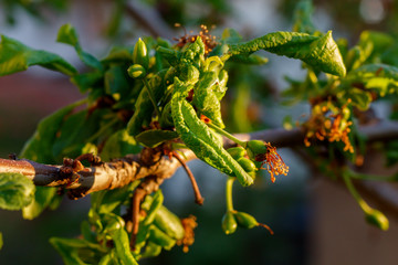 Plum Branch With Wrinkled Leaves Affected by Disease