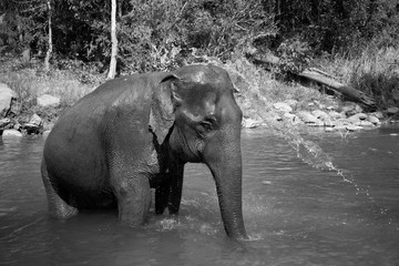 Happy elephants taking a bath with mahout in a river in the elephant sanctuary in Chiang Mai Thailand.