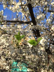 tree in spring