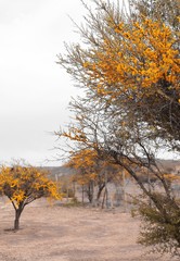 Native yellow blossomed tree in central region of Chile, Espino