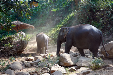 Elephants enjoying retirement in a rescue sanctuary in Thailand Chiang Mai.