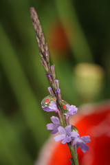 water drop flower